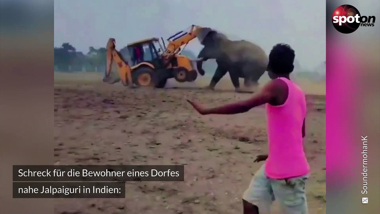 Betrunkener elefant greift bagger an und rammt plattform