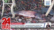 Spinner dolphins, namataang patay sa iba't ibang parte ng Negros Oriental | 24 Oras