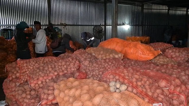 Fuertes lluvias y falta de semilla afectaron la producción de papas en Chiriquí