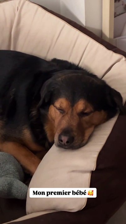 Le premier "bébé" de Marie et Louis Ducruet, leur adorable chien Pancake