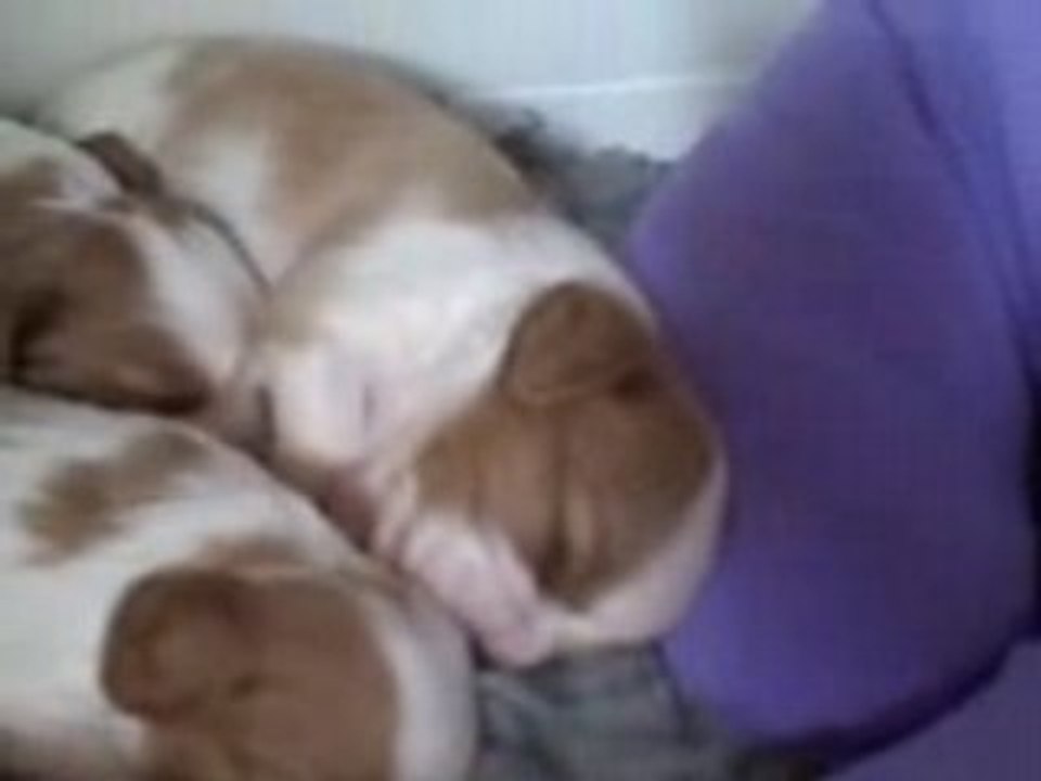 Puppies 1st May