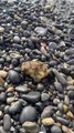 Beachgoers save a pufferfish from an uncertain fate after spotting it near the shore