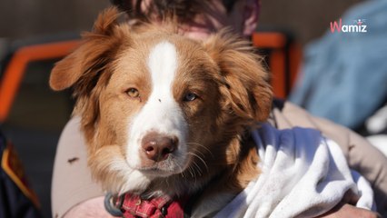 Un homme a voulu sauver son chien bloqué dans une étendue de boue : il s'est également retrouvé coincé