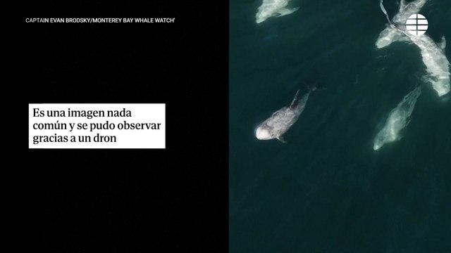 Graban una súper manada de más de 1500 delfines en California