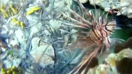 Ayvalık’ta İstilacı Tür Alarmı!