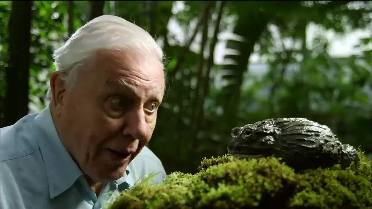 Bullfrog Dad Protects His Tadpoles