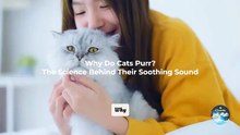 Why Do Cats Purr? The Science Behind Their Soothing Sound