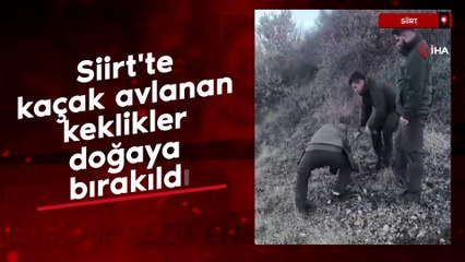 Siirt'te kaçak avlanan keklikler doğaya bırakıldı