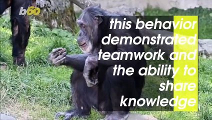 Bonobos and Chimps Can Recognize Human Ignorance, New Study Reveals