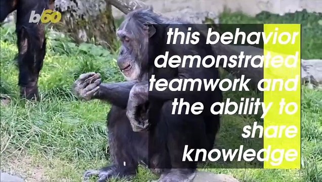 Bonobos and Chimps Can Recognize Human Ignorance, New Study Reveals