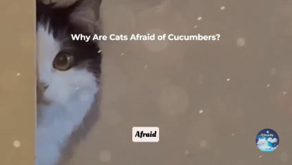 Why Are Cats Afraid of Cucumbers The Truth Behind the Viral Trend