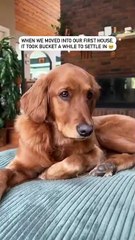 The story of how Bucket found her emotional support bucket 🥹