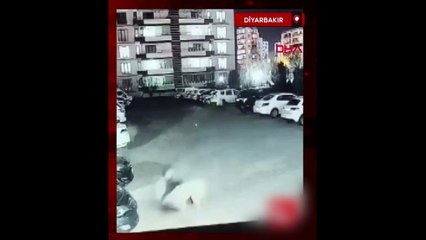 Diyarbakır'da köpek dehşeti! Kadın ve çocuk zor kurtuldu