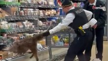 Spectaculaire beelden bij Aldi: plots springt een enorm dier uit het schap