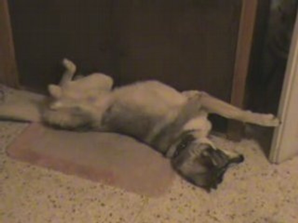 un husky malheureux