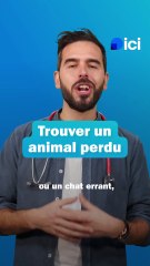 Que faire si vous trouvez un animal errant ?