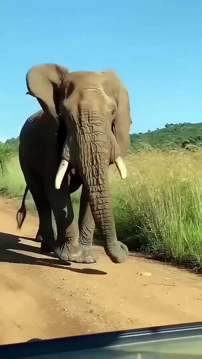 Elephant 🐘 short _video _shorts _funny _funnyanimal _elephant _animals _animalllover_youtubeshorts(720P_HD)