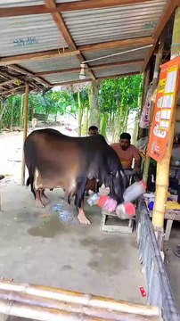 Cow Funny😂😂 _funny _animals _comedy _shortvideo _shorts _viralvideo _video(720P_HD)