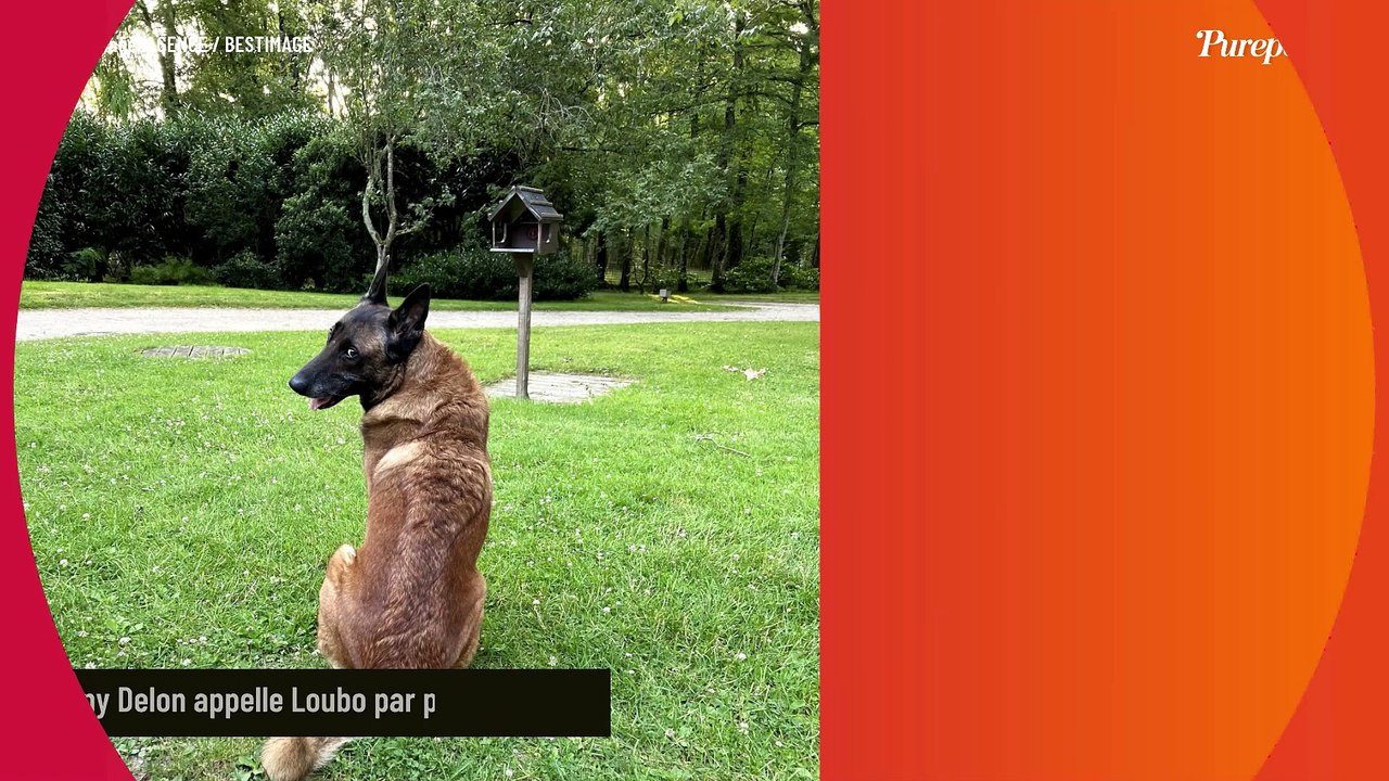 Anthony Delon, des retrouvailles en pleine nature avec son "bébé" : l'acteur se ressource en bonne compagnie à Douchy