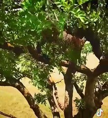 Leopard tigger, deer huntting wild life