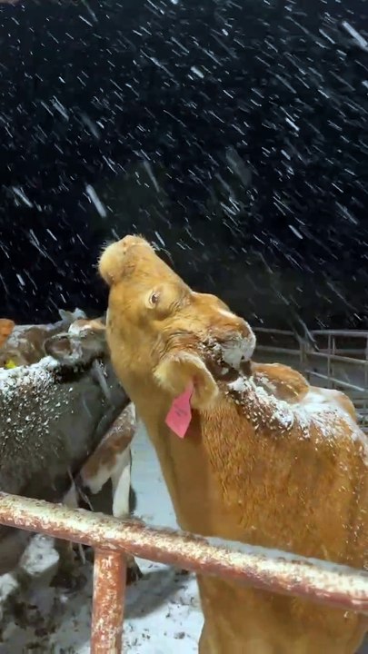 Dairy cows in Texas see snow for the first time   Just like little kids, they stick their tongues out to catch the flakes.