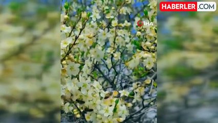 Sahteliği Ayırt Etmede Yeni Dönem: NMR Cihazı ile İhraç Edilen Ballar Geri Dönmeyecek