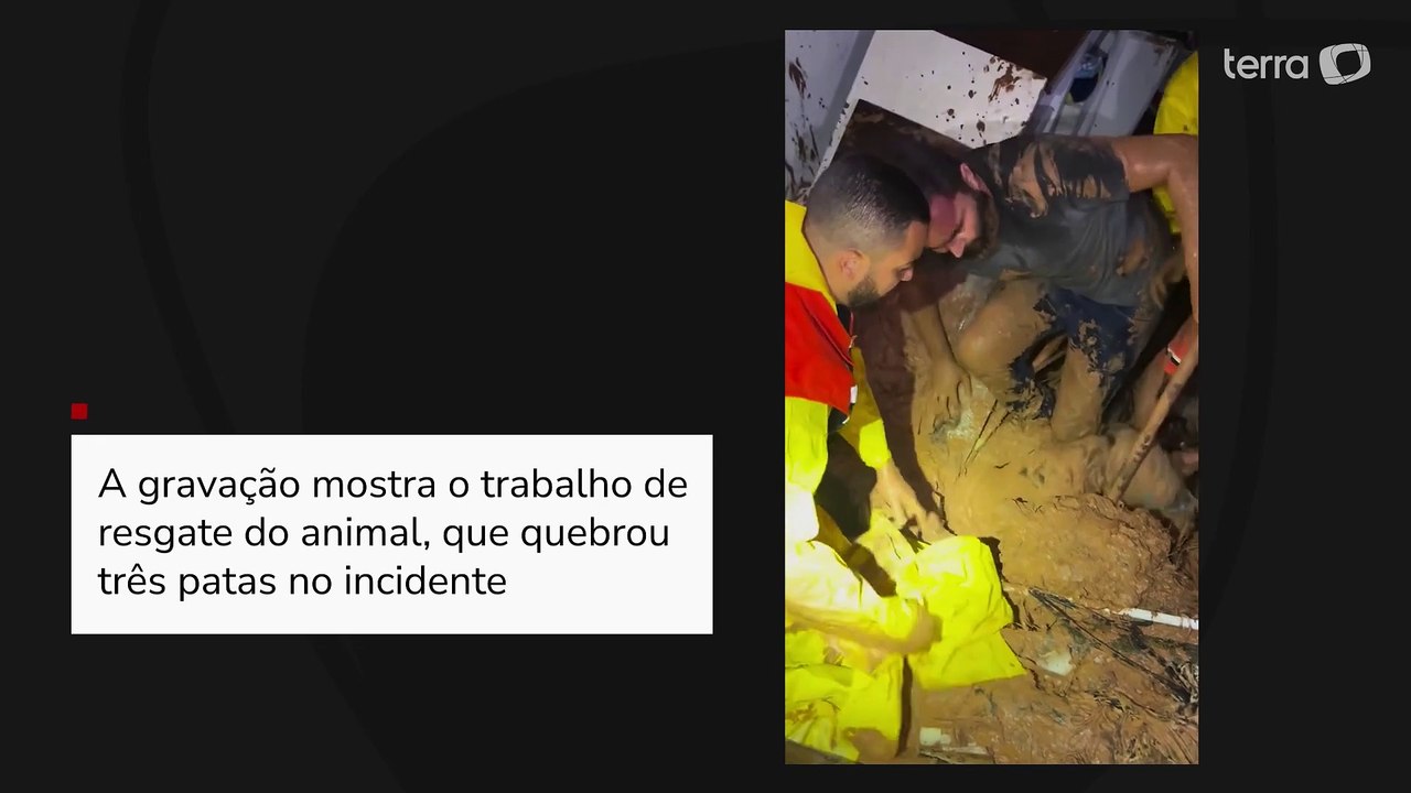 Cachorro é resgatado de casa soterrada após deslizamento de terra em Embu das Artes (SP)