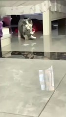 Welpe jagt seinen Schwanz! 20250204