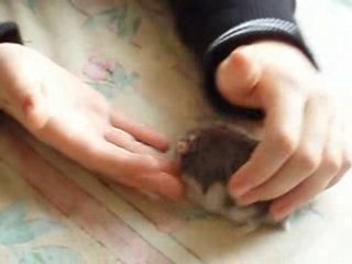 P1012542 mon hamster Rosie