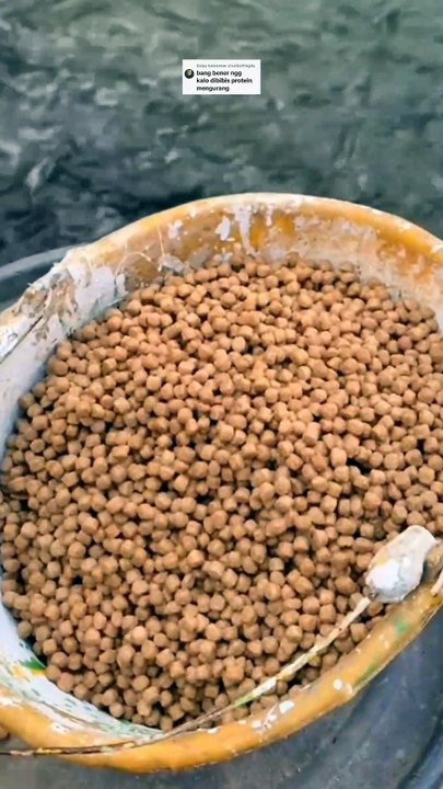 Pakan DIBIBIS kandungan PROTEIN nya akan berkurang❗BENAR atau TIDAK
