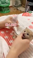 New!!! Cara menyusui bayi kucing