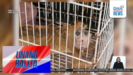 Ilang endangered na hayop na balak ibenta, nailigtas; magkapatid, arestado | Unang Balita