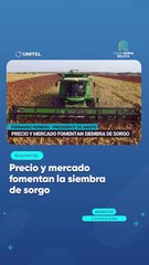 Precio y mercado fomentan la siembra de sorgo