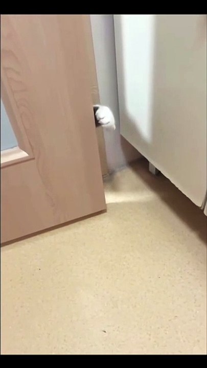 Welpen teilen ein Spielzeug! 20250204