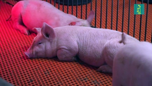 Agencia sanitaria de EEUU autoriza pruebas de trasplantes de riñones de cerdos