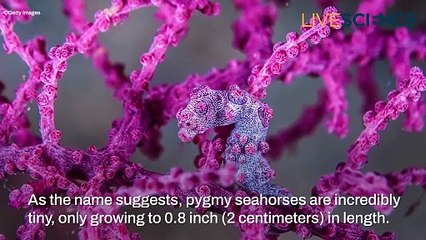 Can You Spot These Camouflaged Creatures?