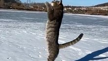 Celtic/European Shorthair Cat