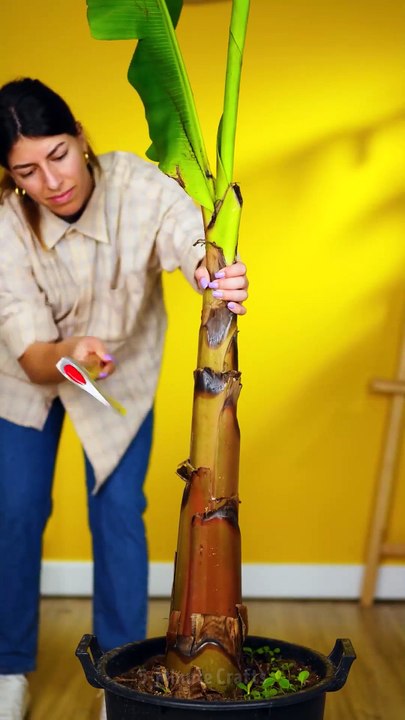 Effortless gardening! Smart tips for beautiful results!