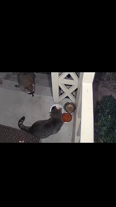 Funny Cat Life Compilation
