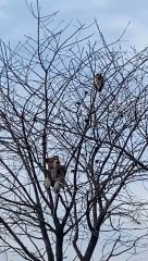Dog  Brother, I can also climb trees
