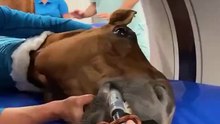 CT-guided surgery on a horse