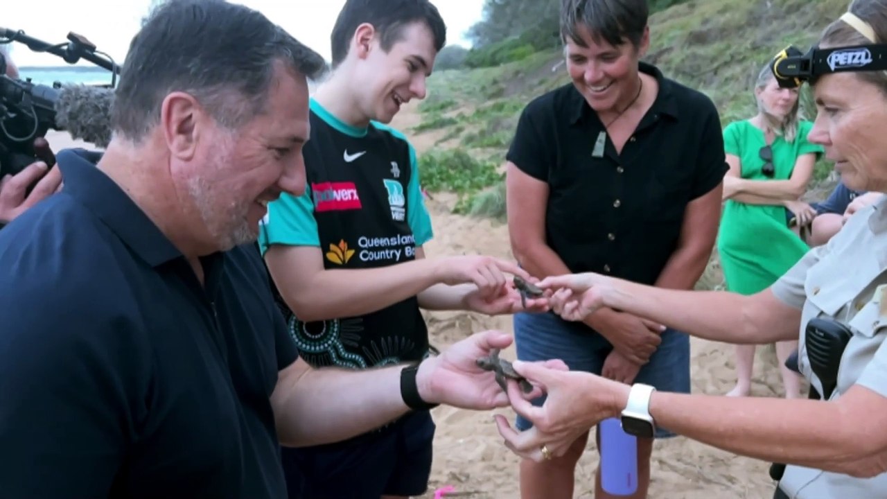 Endangered loggerhead turtles break nesting record at Mon Repos beach