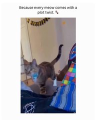 🌍🐱 Welcome to **CatsOfTheWorld**, where we take you on an enchanting jour