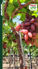 Grapes : शेतकर्‍याची कमाल! द्राक्षाच्या एकाच वेलीला लाल अन् पांढर्‍या रंगाचा घड