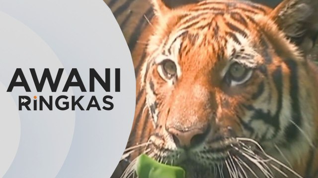AWANI Ringkas: Harimau Malaya: Petanda positif pertumbuhan populasi