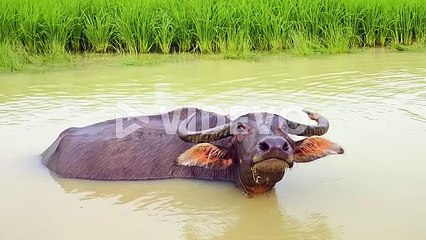 horned Water Buffalo looking at camera angrily while on swim