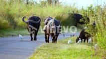 Buffalos eat in the grass accompanied by white egrets by the side of the street