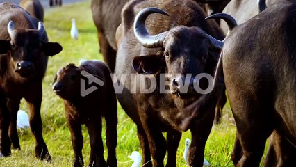 A number of Buffalo eats in the grass by the side of white birds