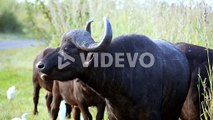 A number of Buffalo eats in the grass by the side of the road