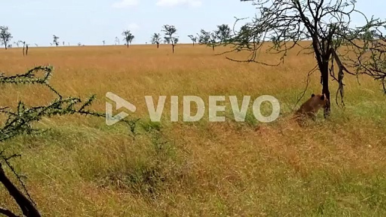 Wide shot of Lion approaching Lioness in African Savannah, Tanzania, Africa